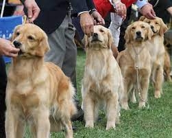 Understanding Golden Retriever Dog Behavior: A Comprehensive Guide